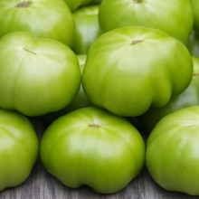 green-tomatoescrop