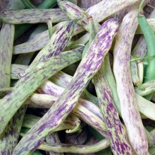 mixed beanscrop