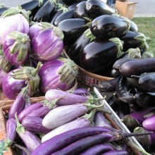 eggplant-varieties