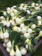 candy_onions